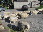 SX28580 Sheep herdered over campsite.jpg